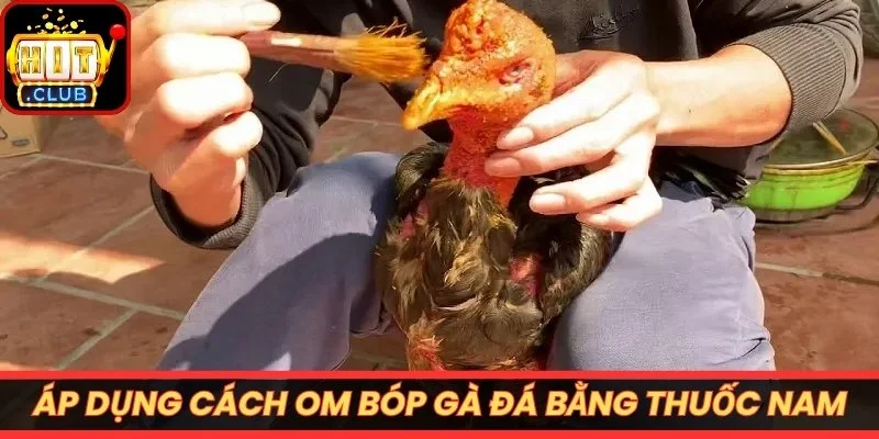 Áp dụng cách om bóp gà đá bằng thuốc nam