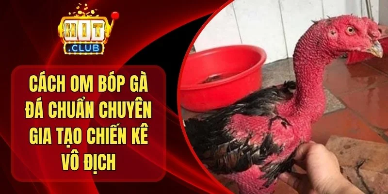 Cách Om Bóp Gà Đá