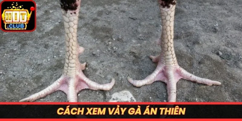 Cách xem vảy gà án thiên