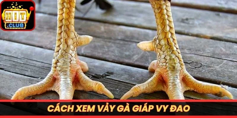 Cách xem vảy gà giáp vy đao