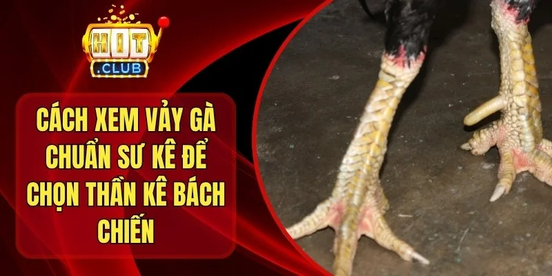 Cách Xem Vảy Gà