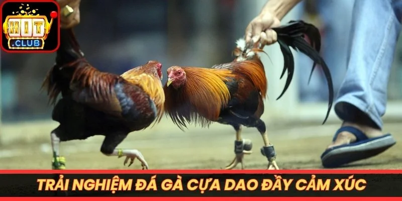 Trải nghiệm đá gà cựa dao đầy cảm xúc