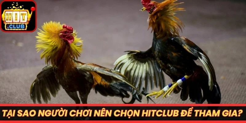 Tại sao người chơi nên chọn Hitclub để tham gia?