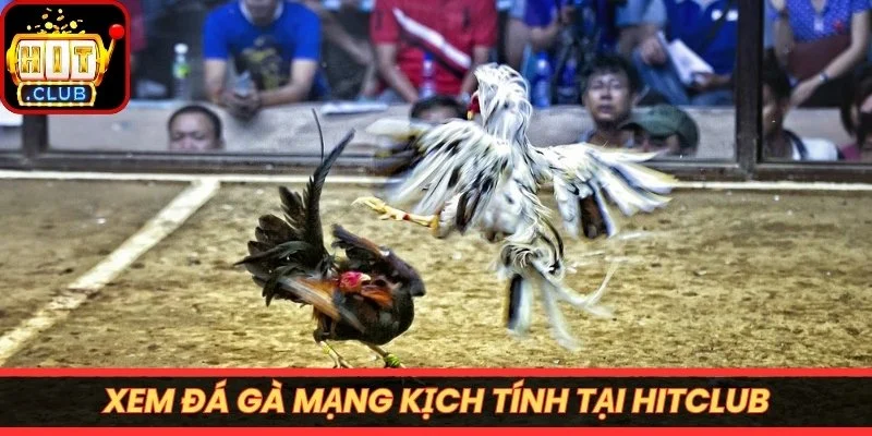 Xem đá gà mạng kịch tính tại Hitclub
