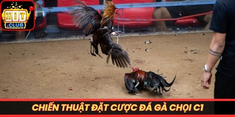 Chiến thuật đặt cược đá gà chọi C1