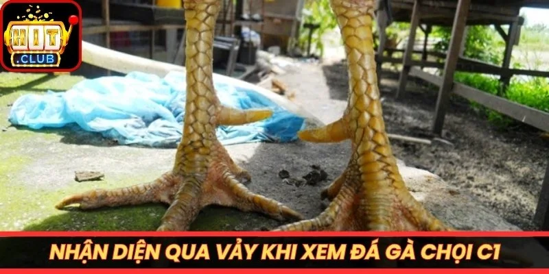 Nhận diện qua vảy khi xem đá gà chọi C1