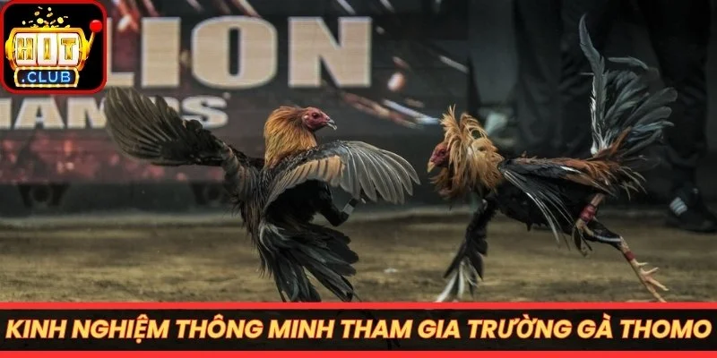 Kinh nghiệm thông minh tham gia trường gà Thomo
